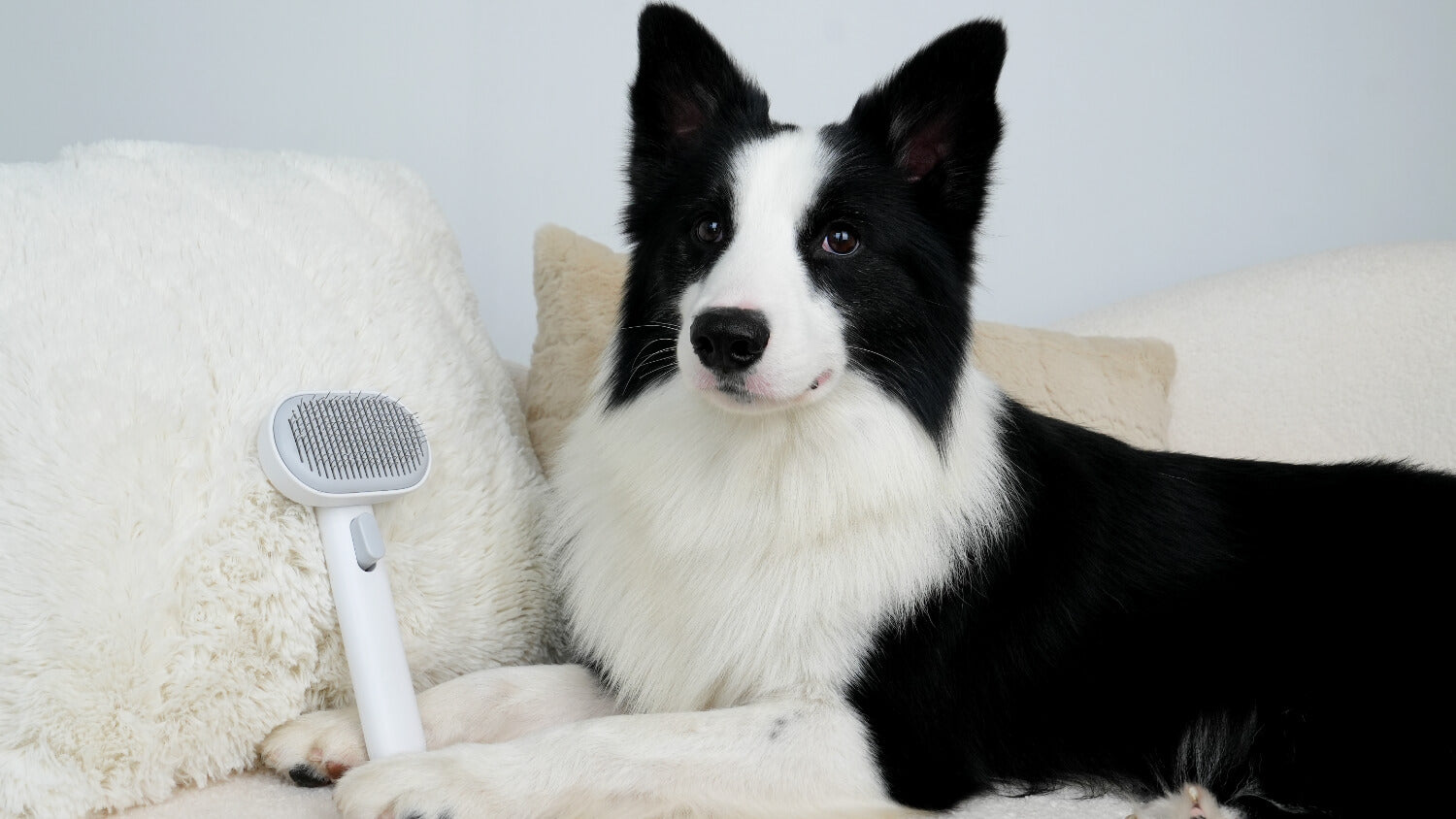 How to reach your dog's thick undercoat without pain?