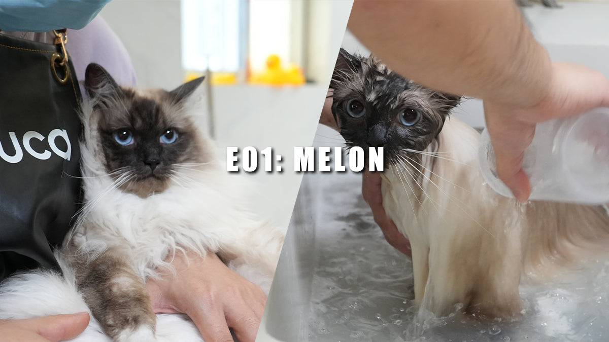 E01: The Adventures of Melon the Ragdoll Cat