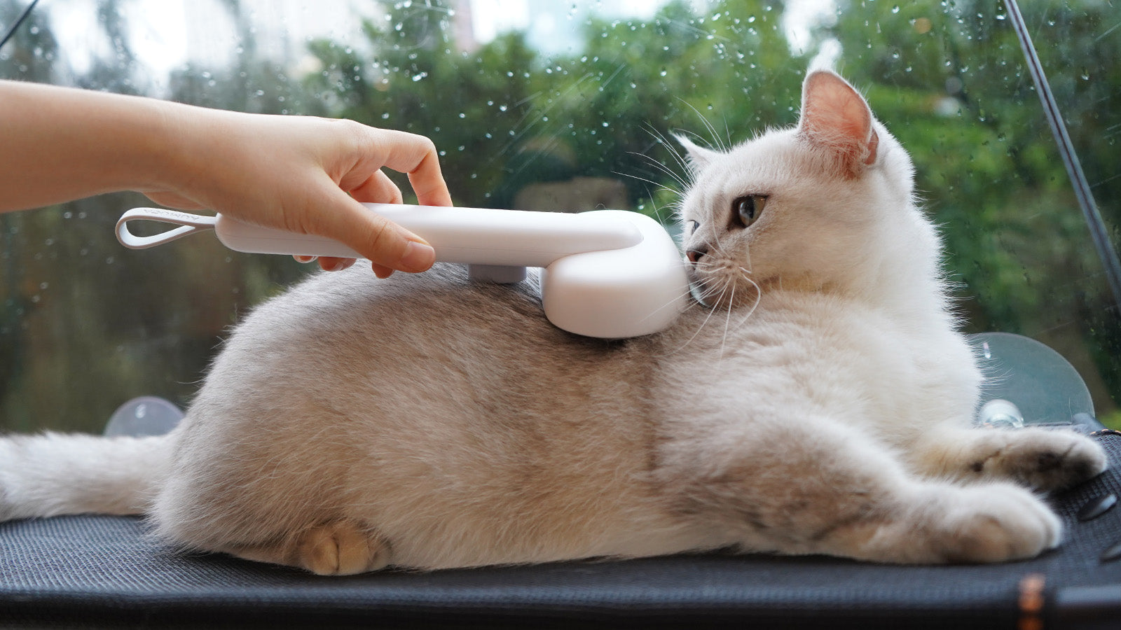Why British Shorthair Cats are Tough to Groom?
