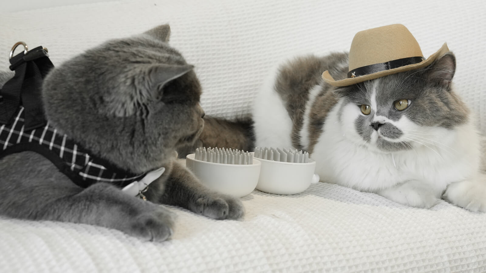 Can Cat Brushes Hurt Their Skin, and Are There Softer Options?