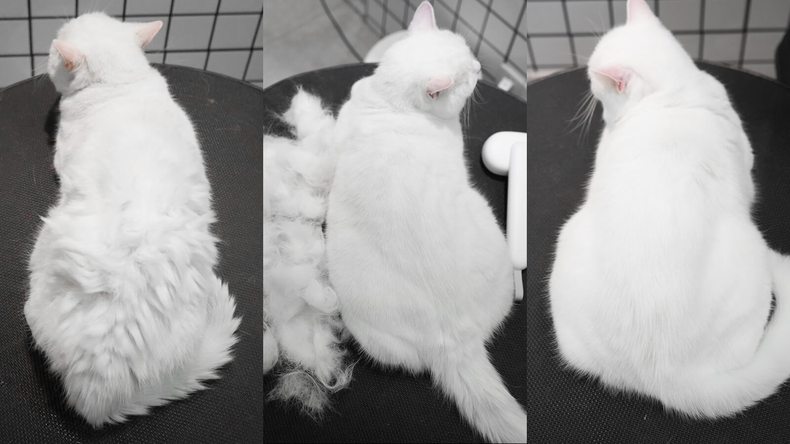 How Can You Remove Mats from Your Cat's Fur Effectively?