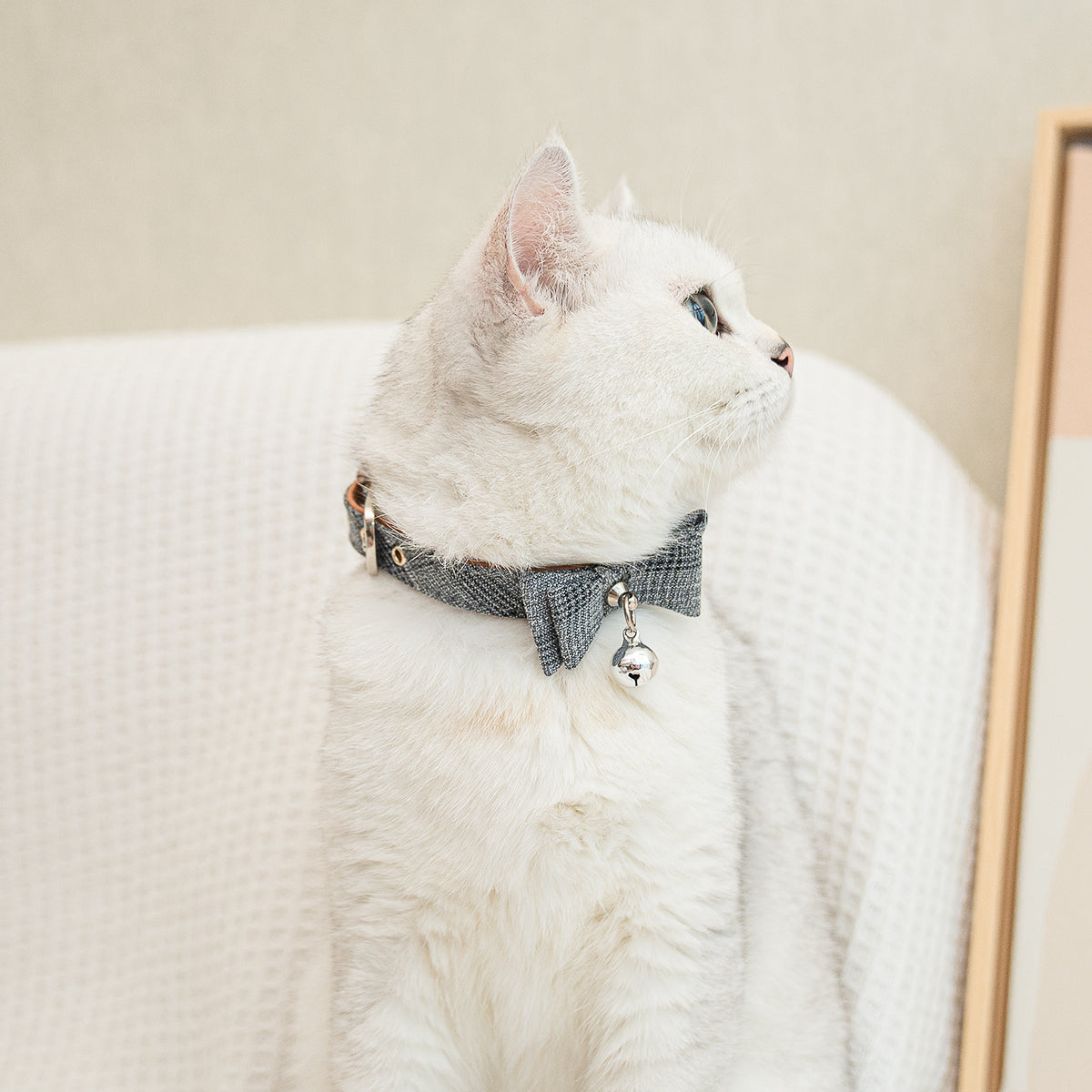 Aumuca Cat Bell Collar - Aumuca