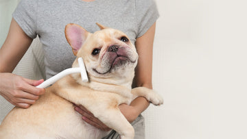 How to remove oily buildup from your cat's brush?