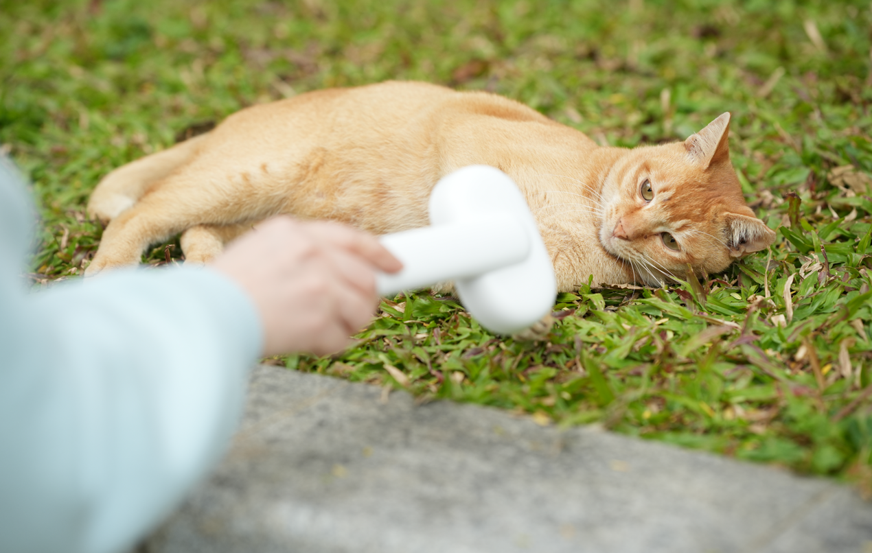 Drowning in Cat Hair? 8 Ways to Reduce Cat Shedding