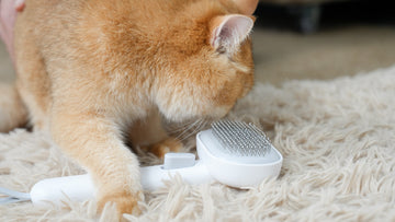 Drowning in Cat Hair? How to Survive the Spring "Coat Blow" Like a Pro