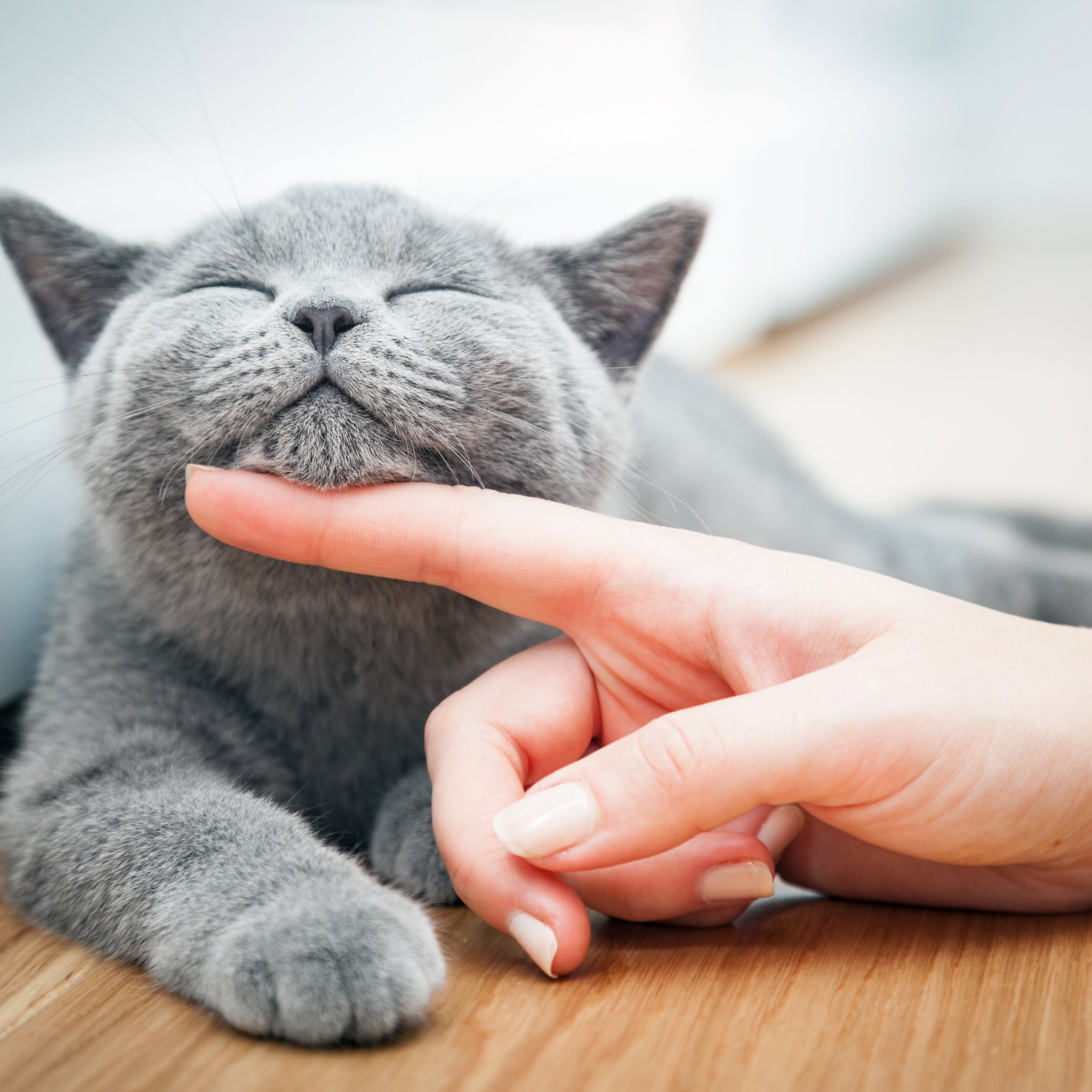 How to build a good relationship with your cats?