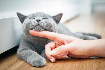 How to build a good relationship with your cats?