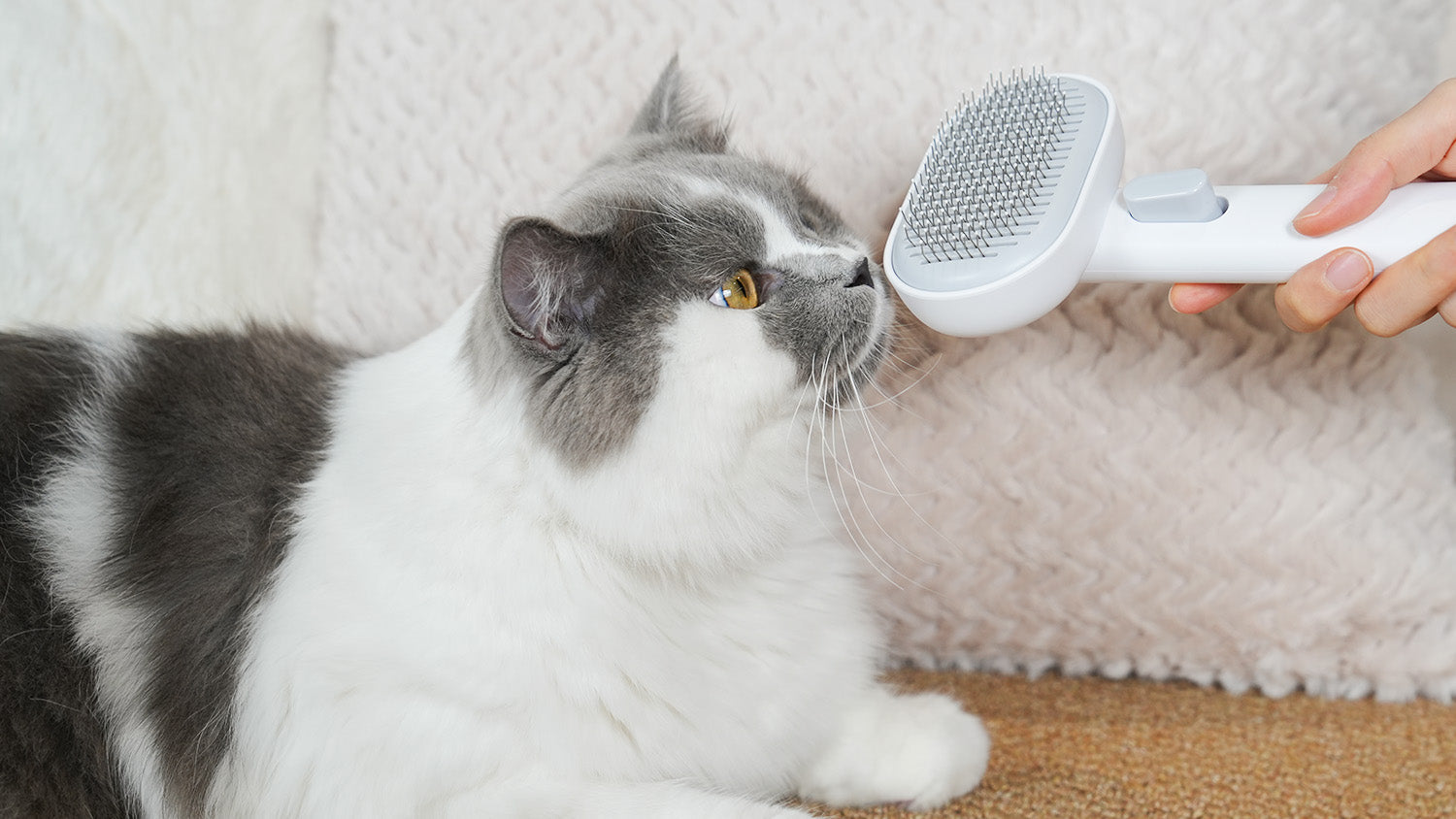 What is the best gift for a new kitten owner?