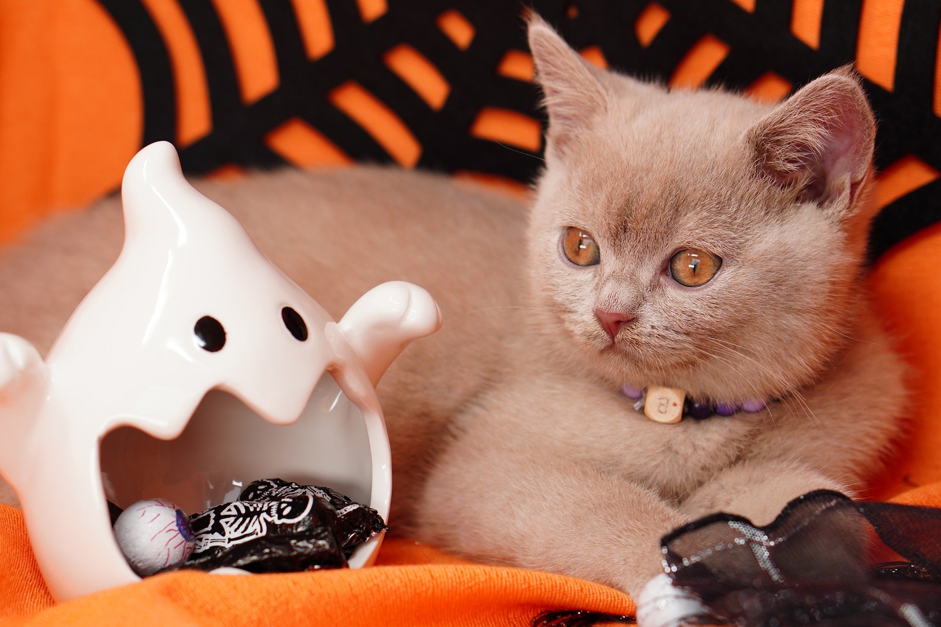 5 Best Gifts for Your Pet This Halloween