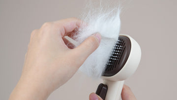 Shorthair Shedding? Why a Slicker Brush is Your Best Secret Weapon for Cats?