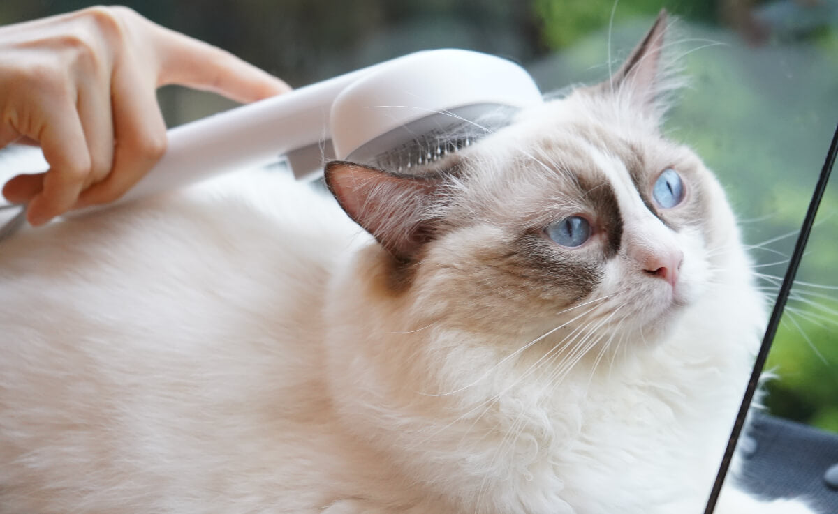 A ragdoll cat being groomed using the aumuca cat self cleaning slicker brush