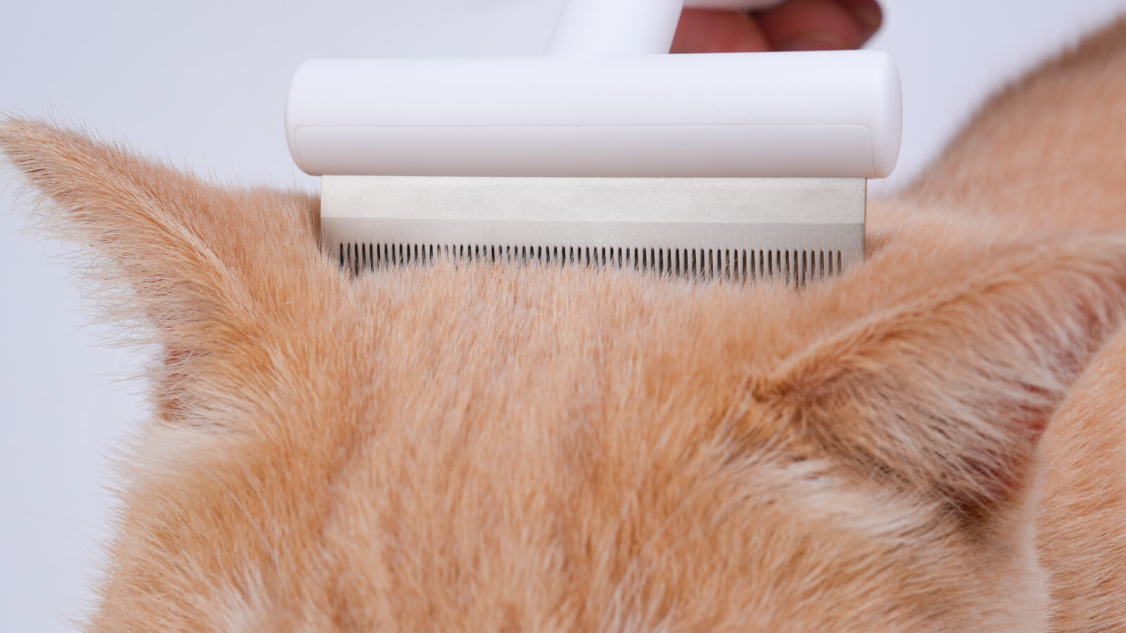 Deshedding Loop Can a Deshedding Tool Be Too Sharp? Debunking Myths!