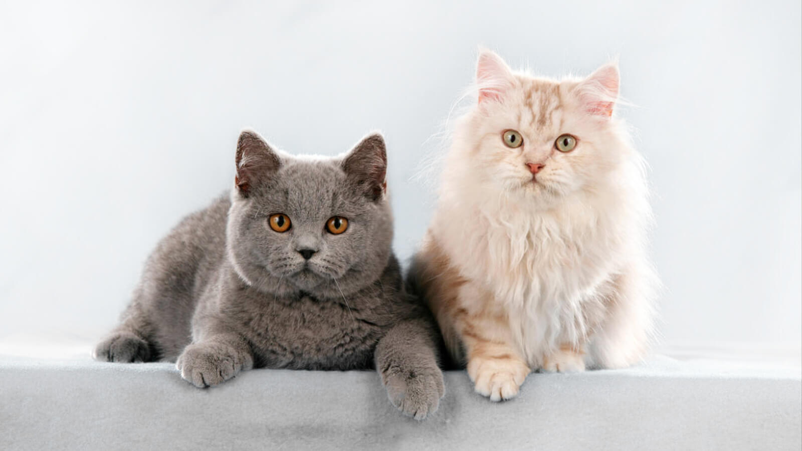 Differences in Fur Between Short-Haired and Long-Haired Cats