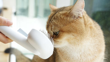 Does Your Self-Cleaning Brush Need Cleaning and How Often