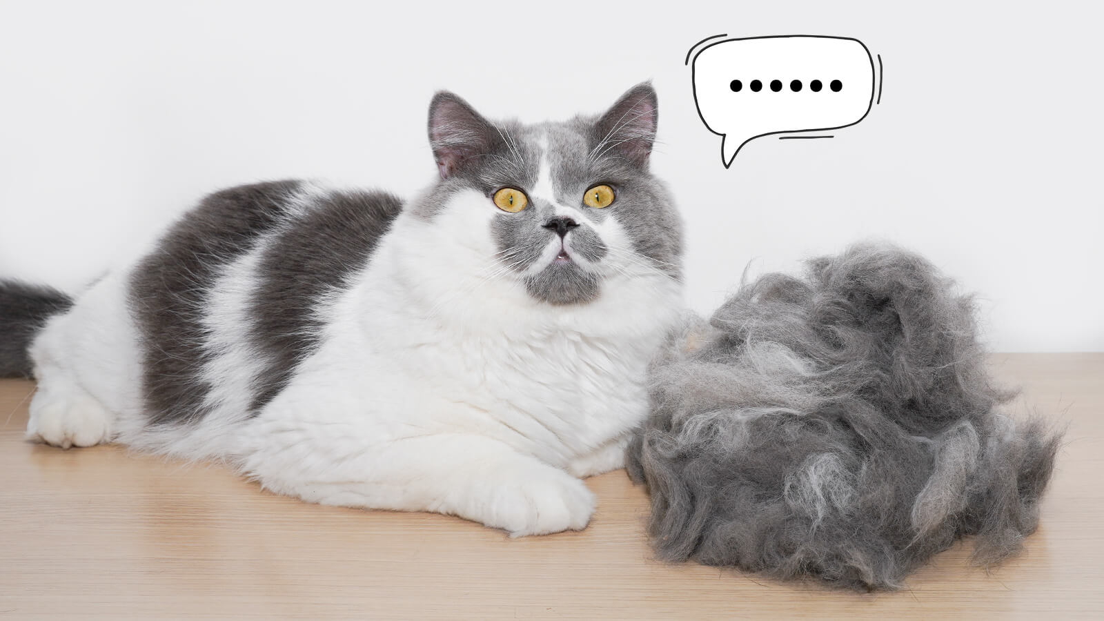 From Furballs to Furniture Managing Cat Molting with the aumuca Cat B