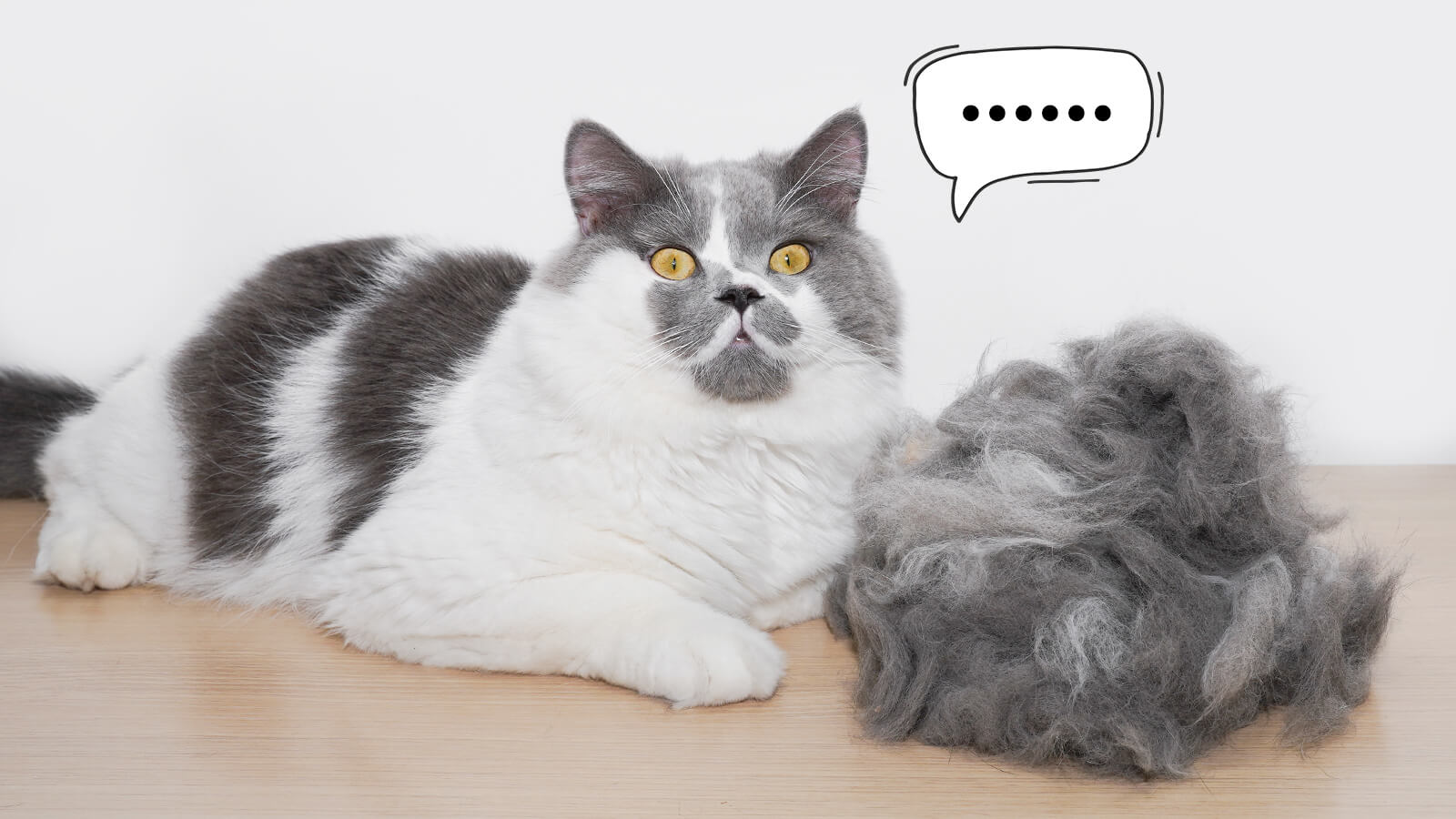 From Furballs to Furniture Managing Cat Molting shedding with the aumuca Cat Brush