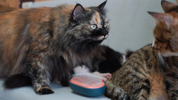 Two cats sitting side by side with a slicker brush placed in front of them highlighting the importance of regular grooming for feline friends