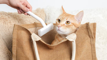 How Often to Use Deshedding Tool on Cat: Expert Tips Revealed