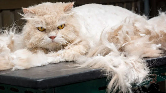 Image showcasing Is grooming necessary to prevent matting in cat fur?