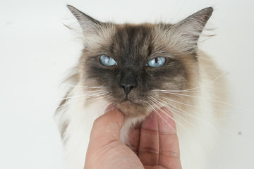Matted Cat Hair Remover Options for Long Haired Siamese Cats Breed