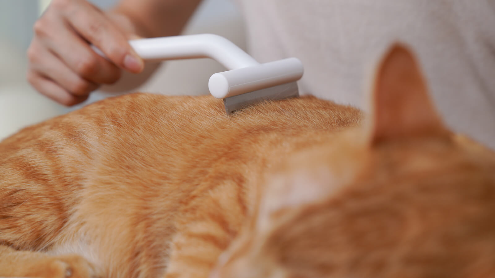 Master the Efficient Home Cat Grooming with a Deshedding Tool