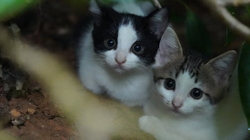 Meeting with Stray Tuxedo Cat Family