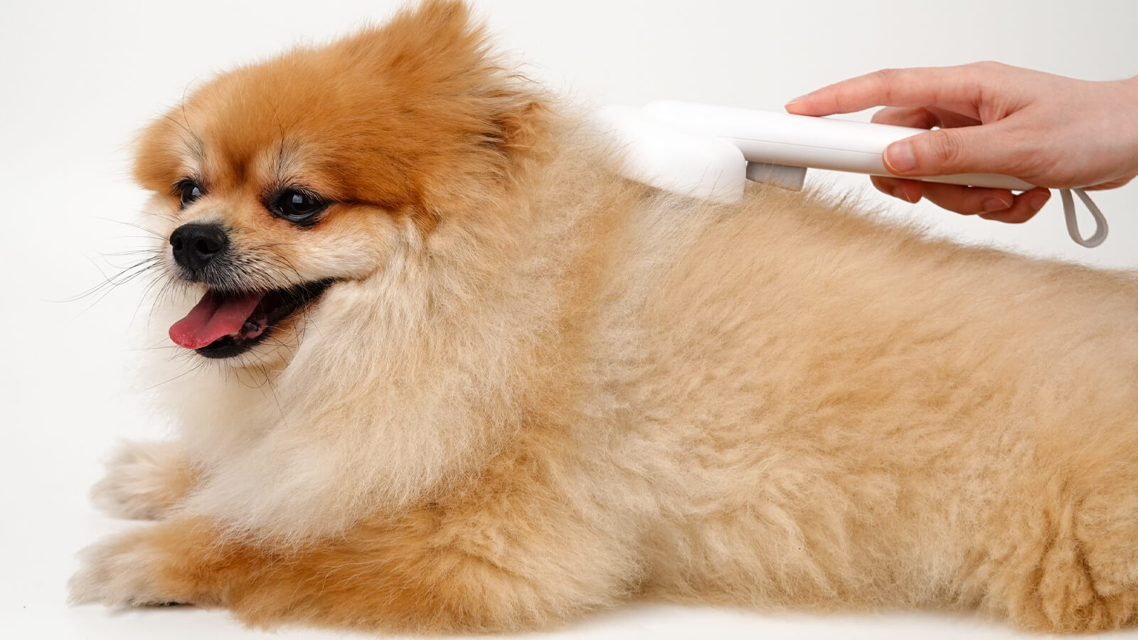 Self-Cleaning Brush use with dog