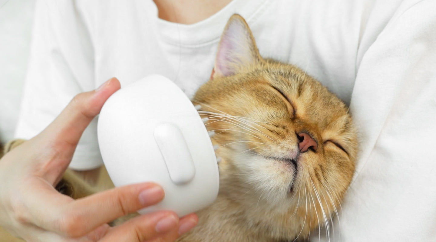 The Purr-fect Pampering: Cat Massage Techniques and Innovative Grooming Tools