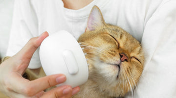 The Purr-fect Pampering: Cat Massage Techniques and Innovative Grooming Tools