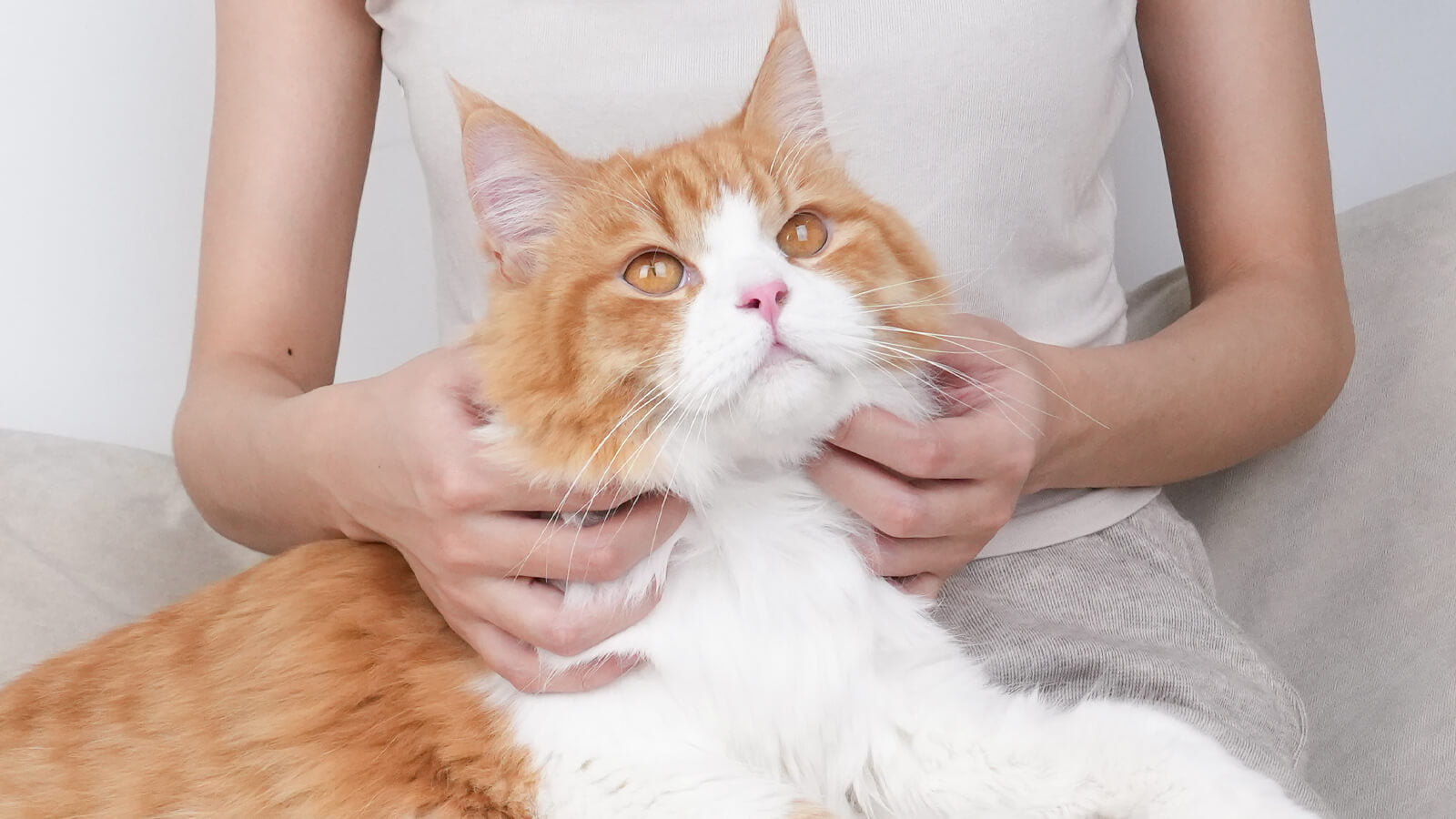 The Truth About Deshedding Tools Safe for LongHaired Cats?