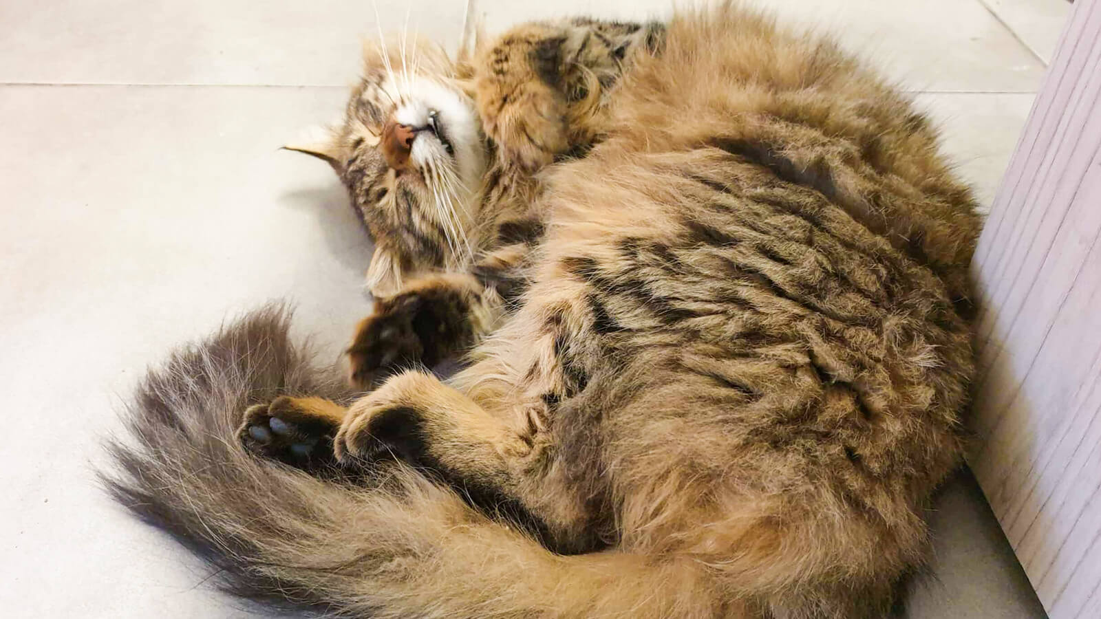 How Can Cats Messy Fur Around the Rear Be Handled?