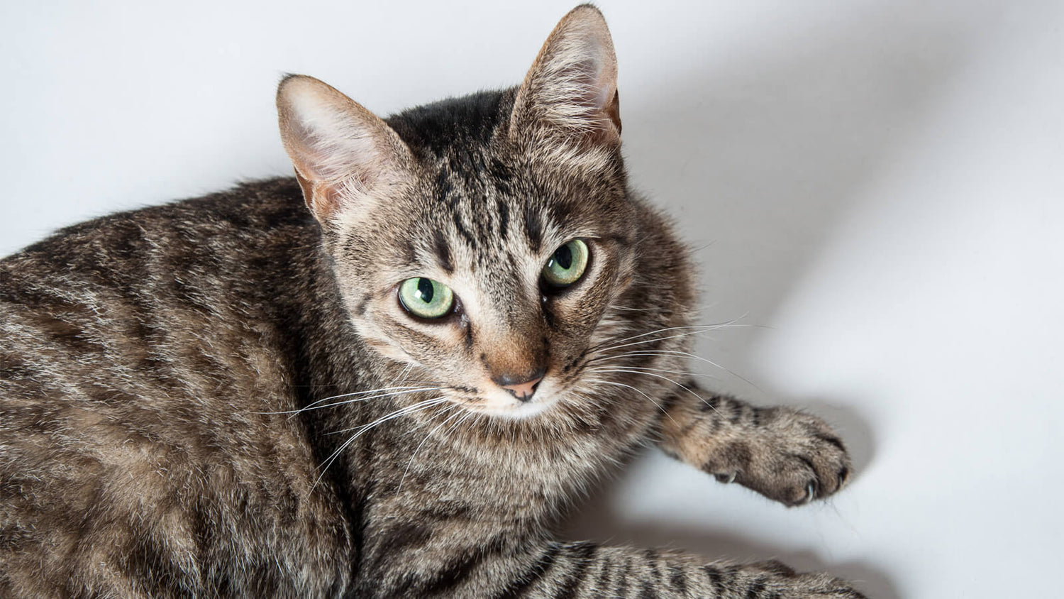 17 American Shorthair Colors and Patterns (With Pictures)