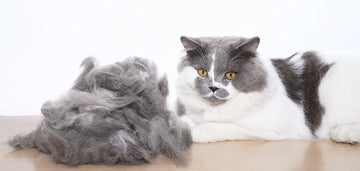 Why is my cat shedding so much and how to manage that?