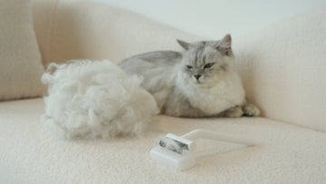 Grooming Persian, Maine Coon &amp; Ragdoll Cats: Breed-Specific Undercoat Rake Guide