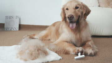 Spring Shedding Prevention Guide for Long-Haired