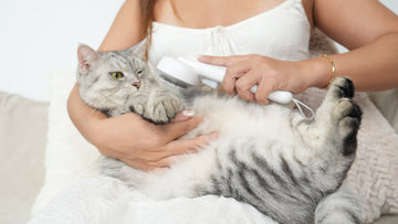 Shorthair Shedding? Why a Slicker Brush is Your Best Secret Weapon?
