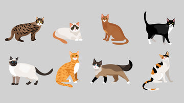 Cat hair color & pattren