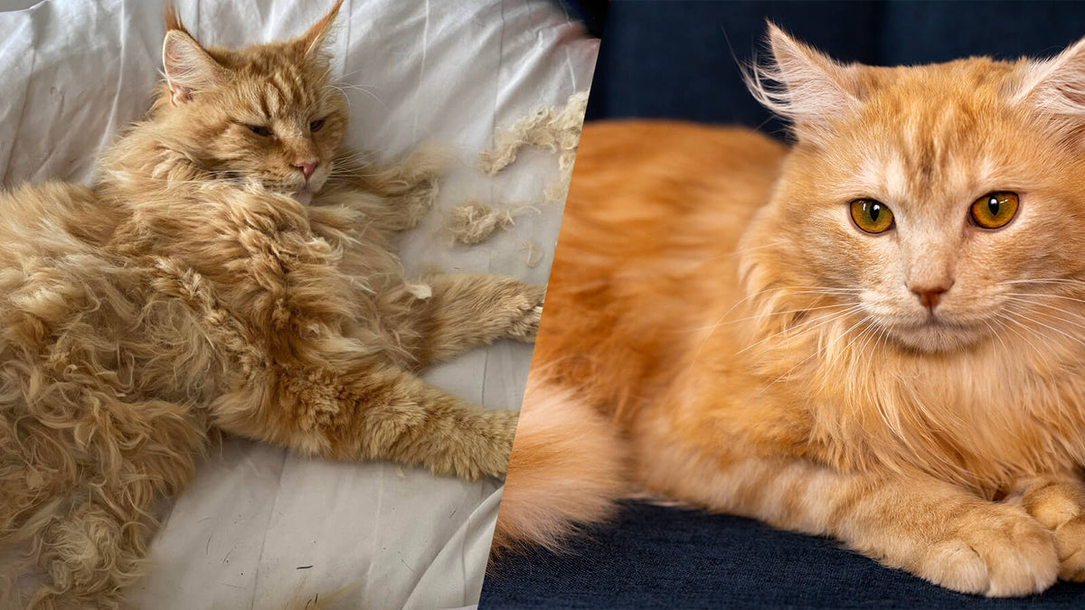 Cat Fur Rusting Cats Fur Gone Lumpy Then Shaving How Long Does Cat Fur Take To Grow Ba