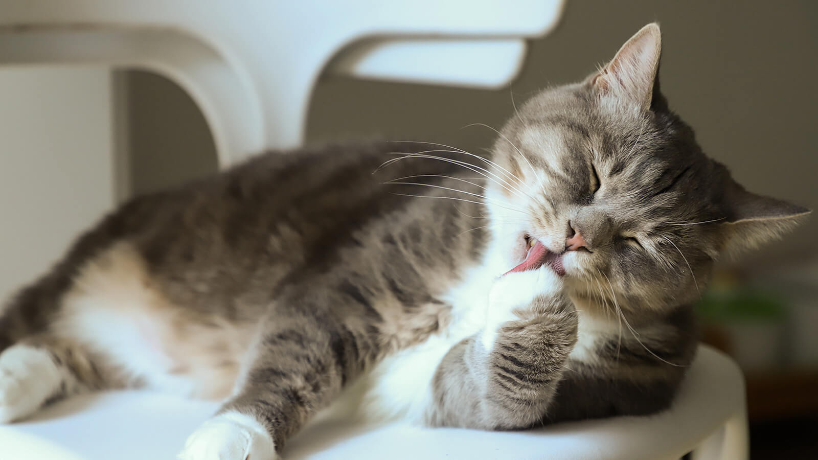Understanding Your Cat's Peculiar Behaviors: Hair Loss and Hair Licking