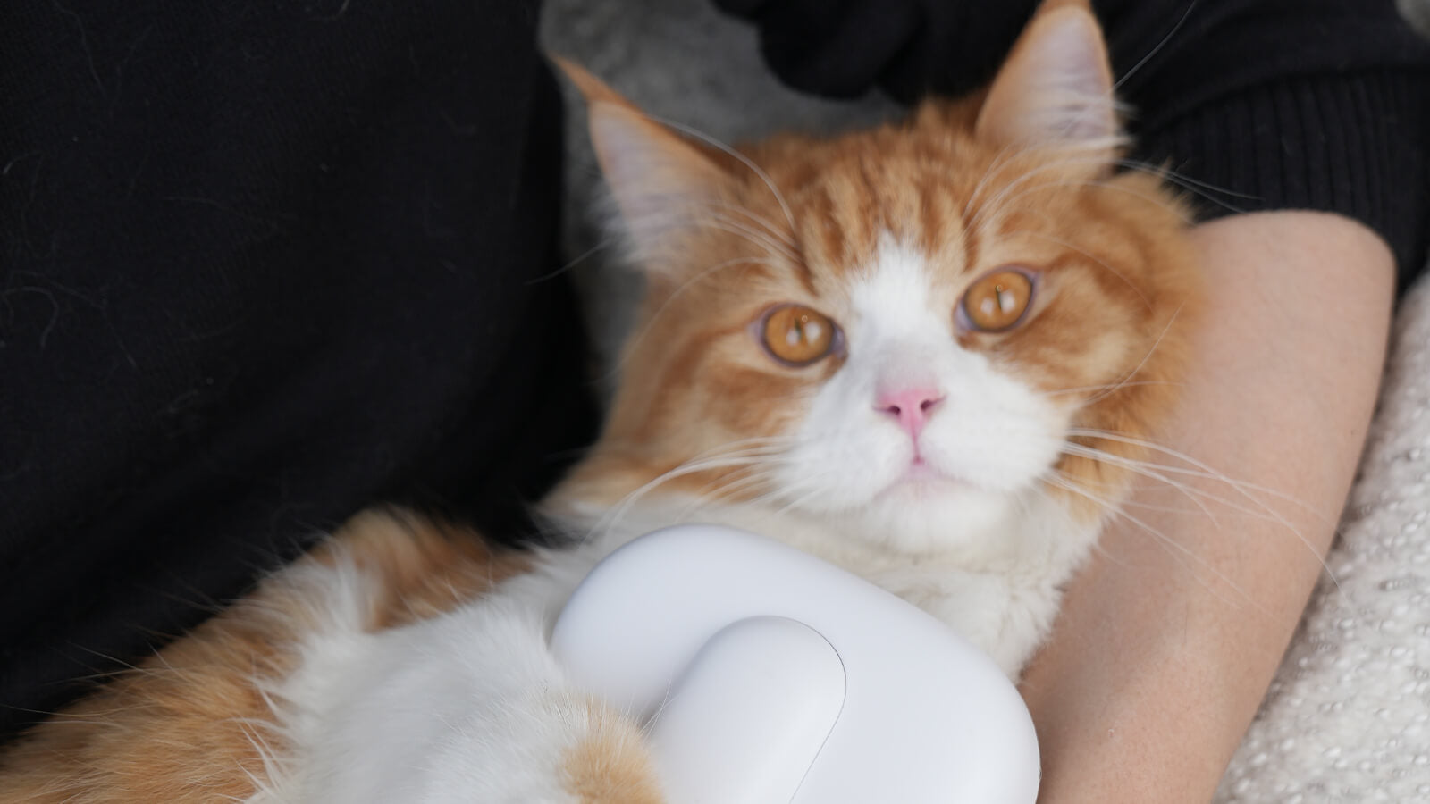 Cat Seasonal Shedding Demystified Tips for Every Season