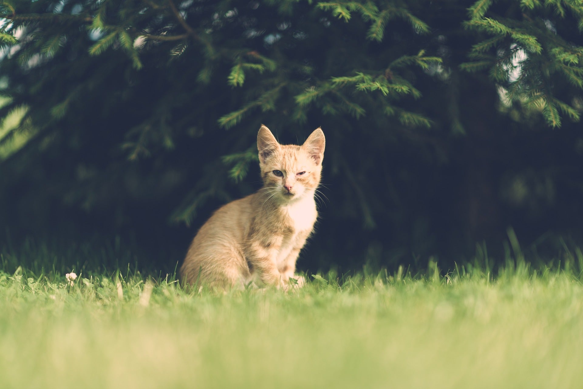Lack of bladder control in cats