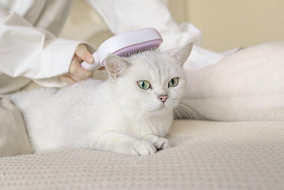 The Most Practical Guide to Grooming Your Cat at Home