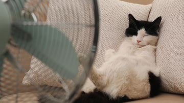 Chill Cats in the Heat: Keeping Your Long-Haired Companion Cool and Cozy