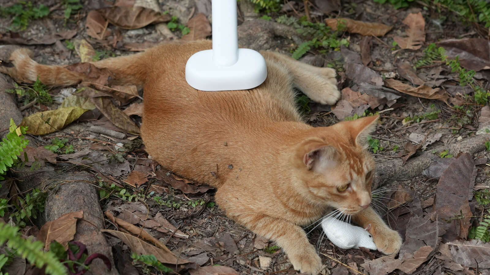clean outdoor cats play get lumpy and dirty hair