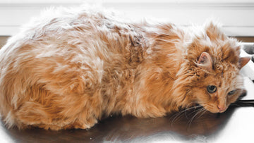 detangle matted cat fur