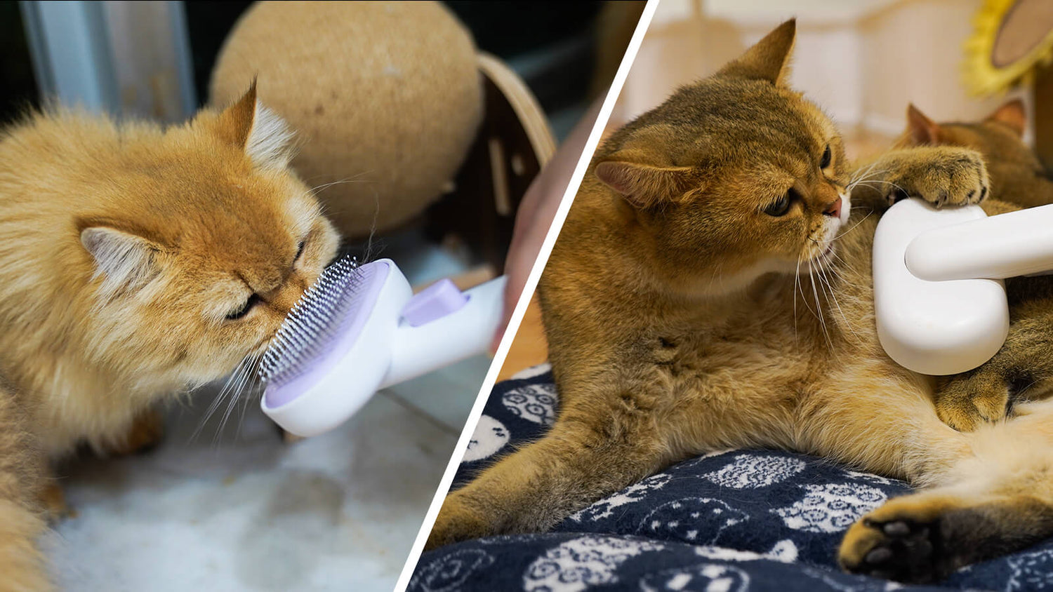 Cat Shedding and Grooming Do Cats Like Being Brushed?