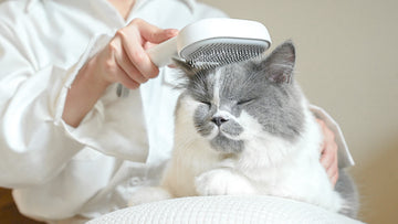 Does A Cat Slicker Brush Really Work?