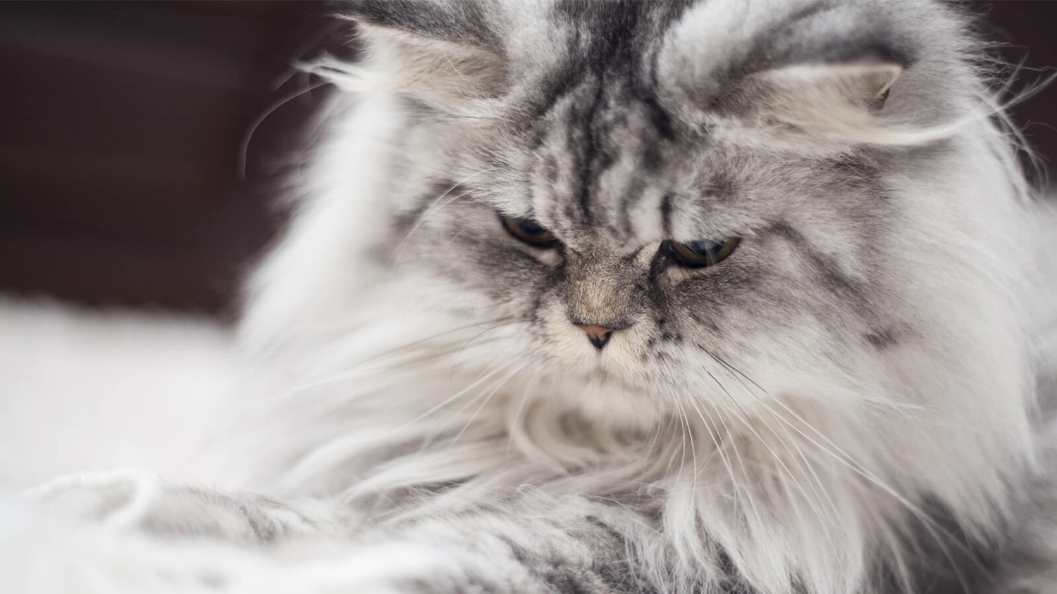 Inside Professional Cat Grooming Services for Matted Coats