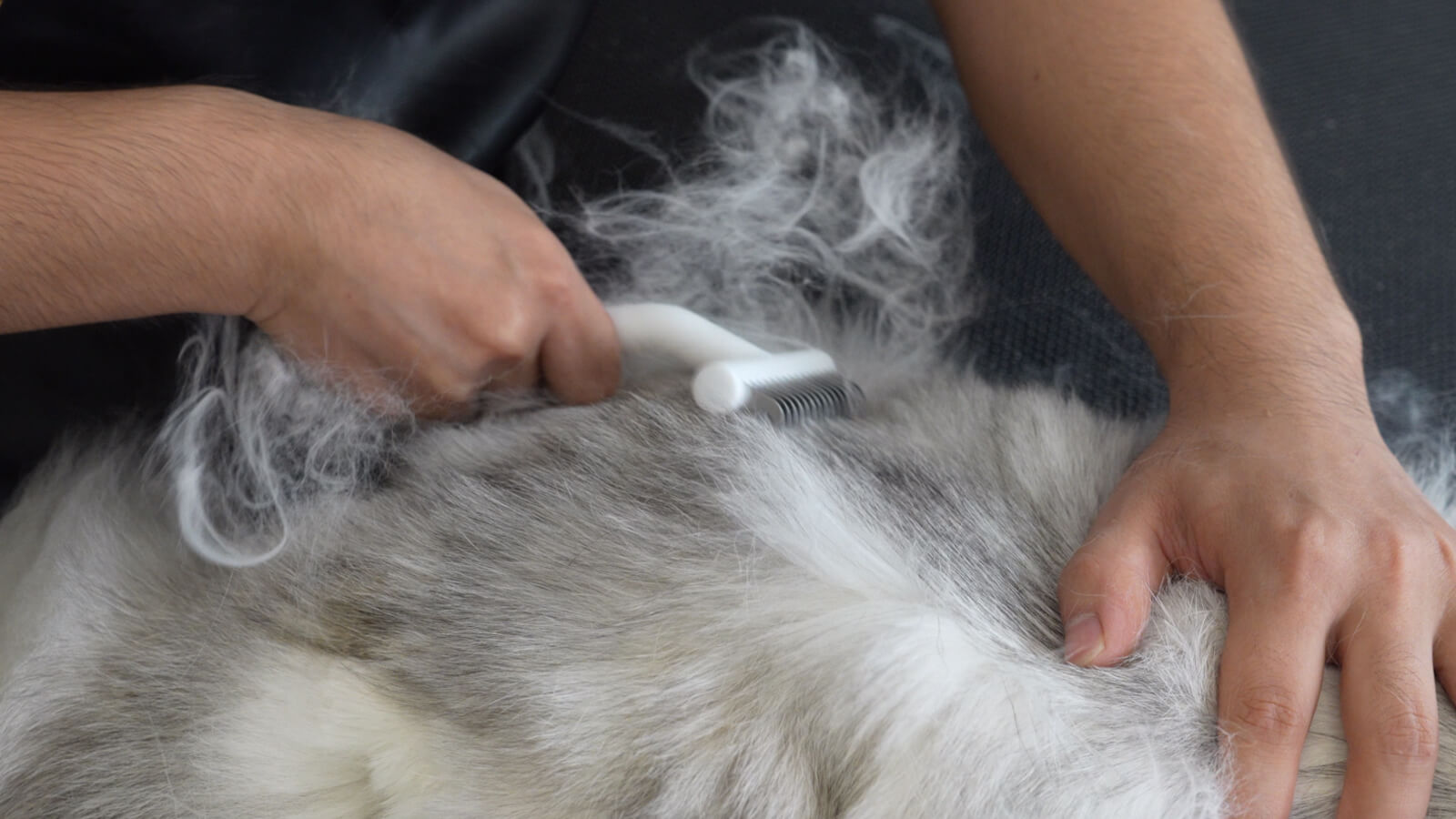 longhaired cat use aumuca dematting tool to remove mats