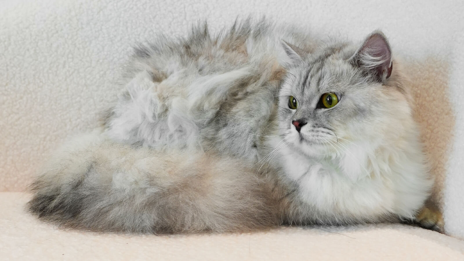longhaired cats with lumpy hair need use dematting tool
